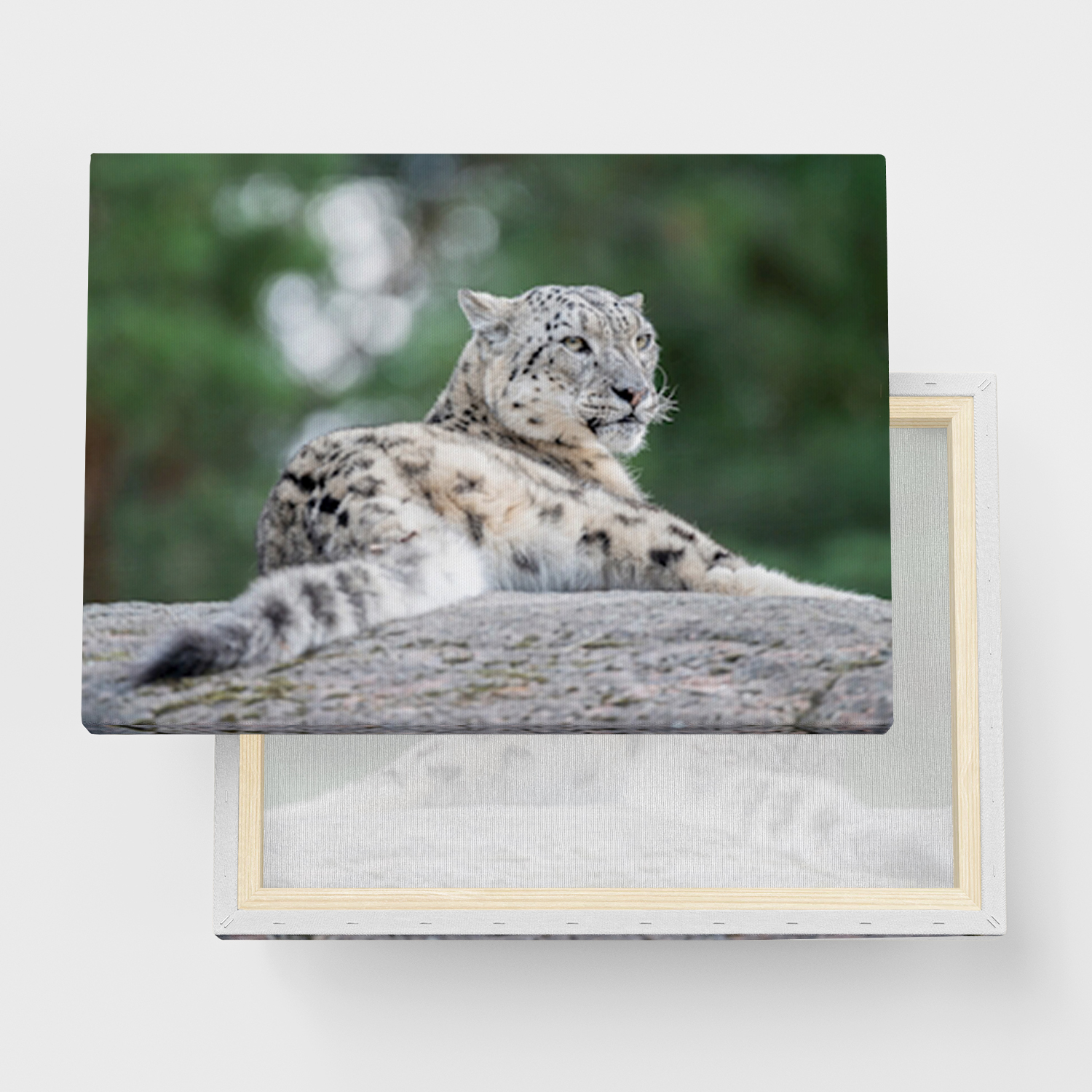 Lerret "Snøleopard" - Canvas Maleri i forskjellige størrelser