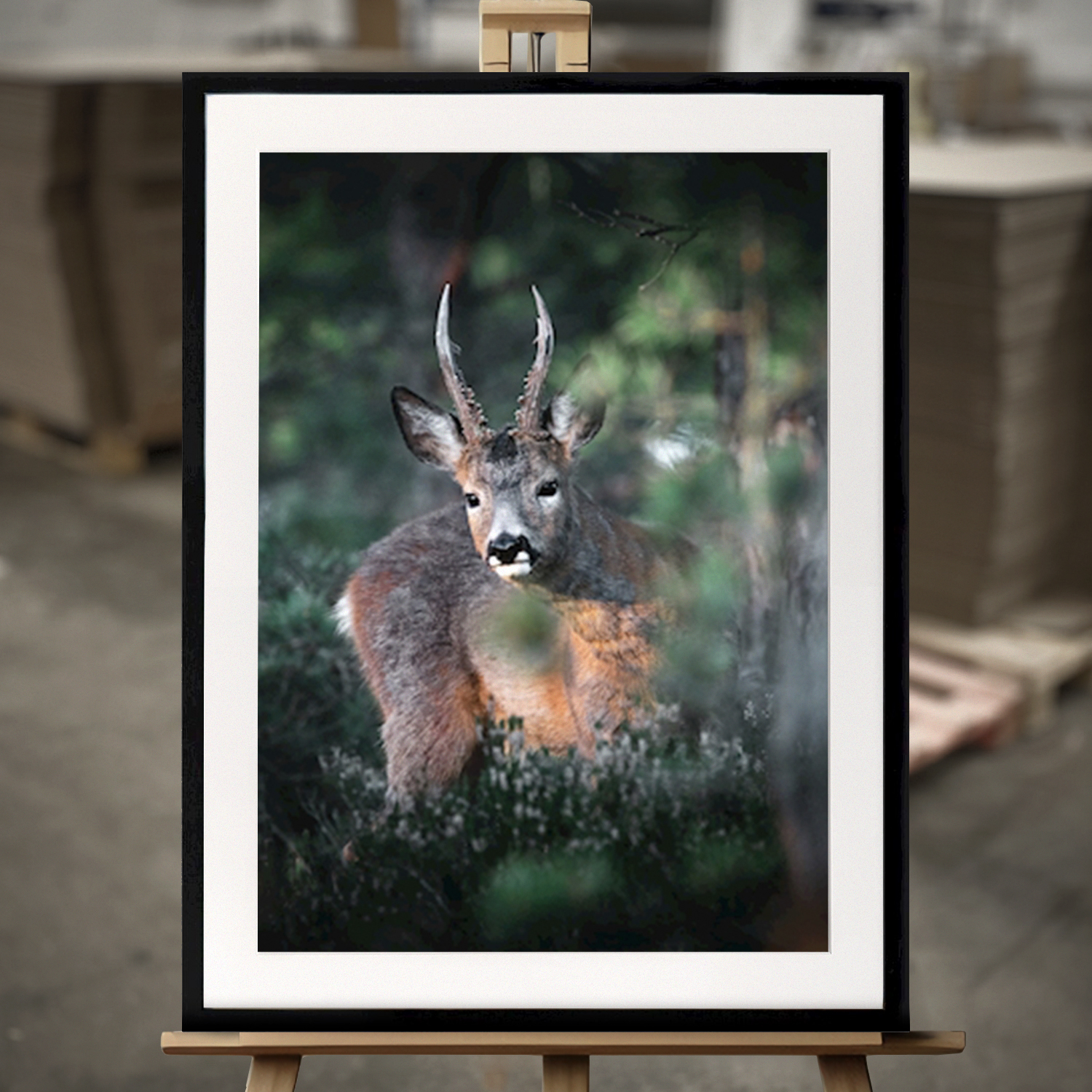 Framed Fine Art "Curious roe deer" - Fine Art Print in 50x70 cm